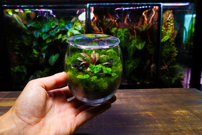 Globe Terrarium #1 (UK Delivery Only)