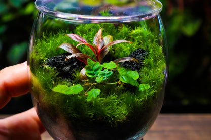 Globe Terrarium #1 (UK Delivery Only)