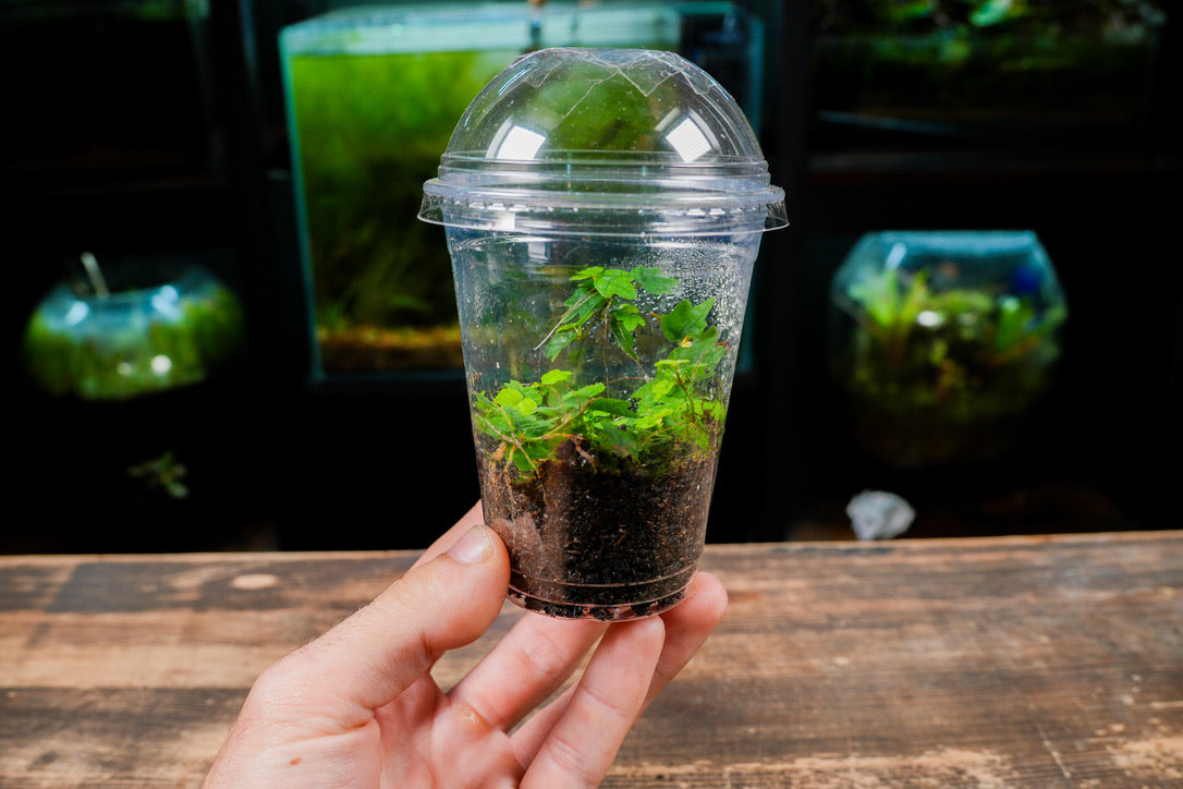 Hand holding a small transparent container with green plants and soil against a blurred background