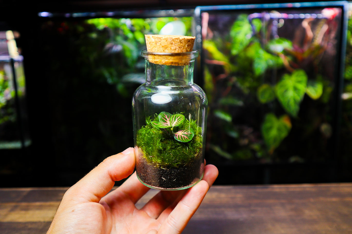 Fittonia Terrarium - Green (UK Delivery Only)