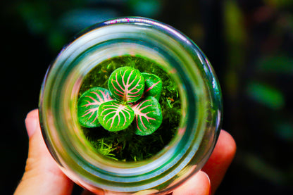 Fittonia Terrarium - Green (UK Delivery Only)