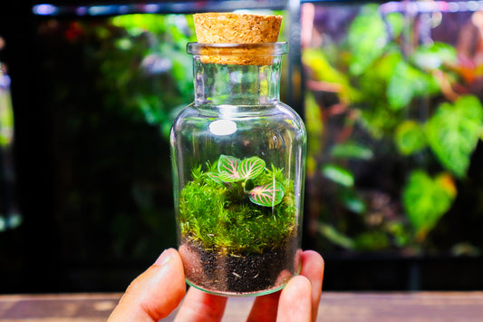 Fittonia Terrarium - Green (UK Delivery Only)