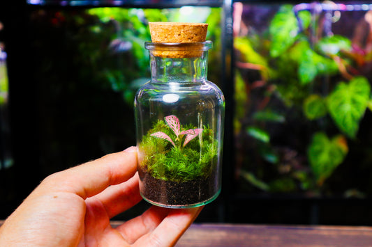 Fittonia Terrarium - Red (UK Delivery Only)