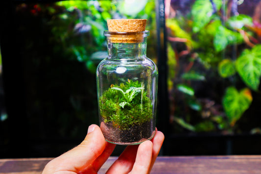 Fittonia Terrarium - White (UK Delivery Only)