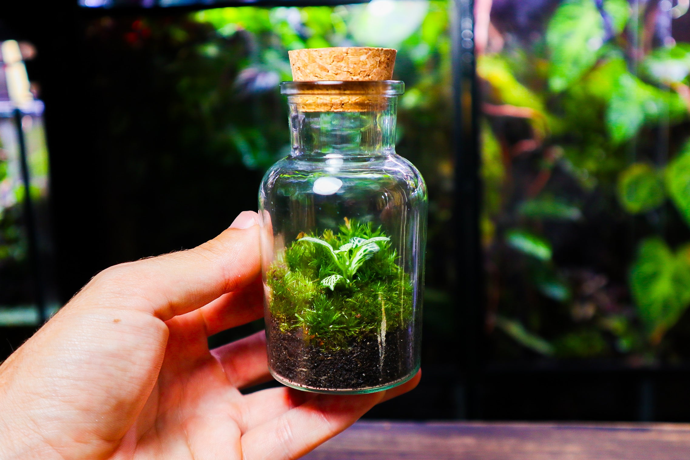 Ready Made Terrariums – Terrarium Designs