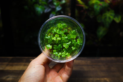 Hydrocotyle Tripartita - Terrarium & Aquarium Plant (UK Delivery Only)