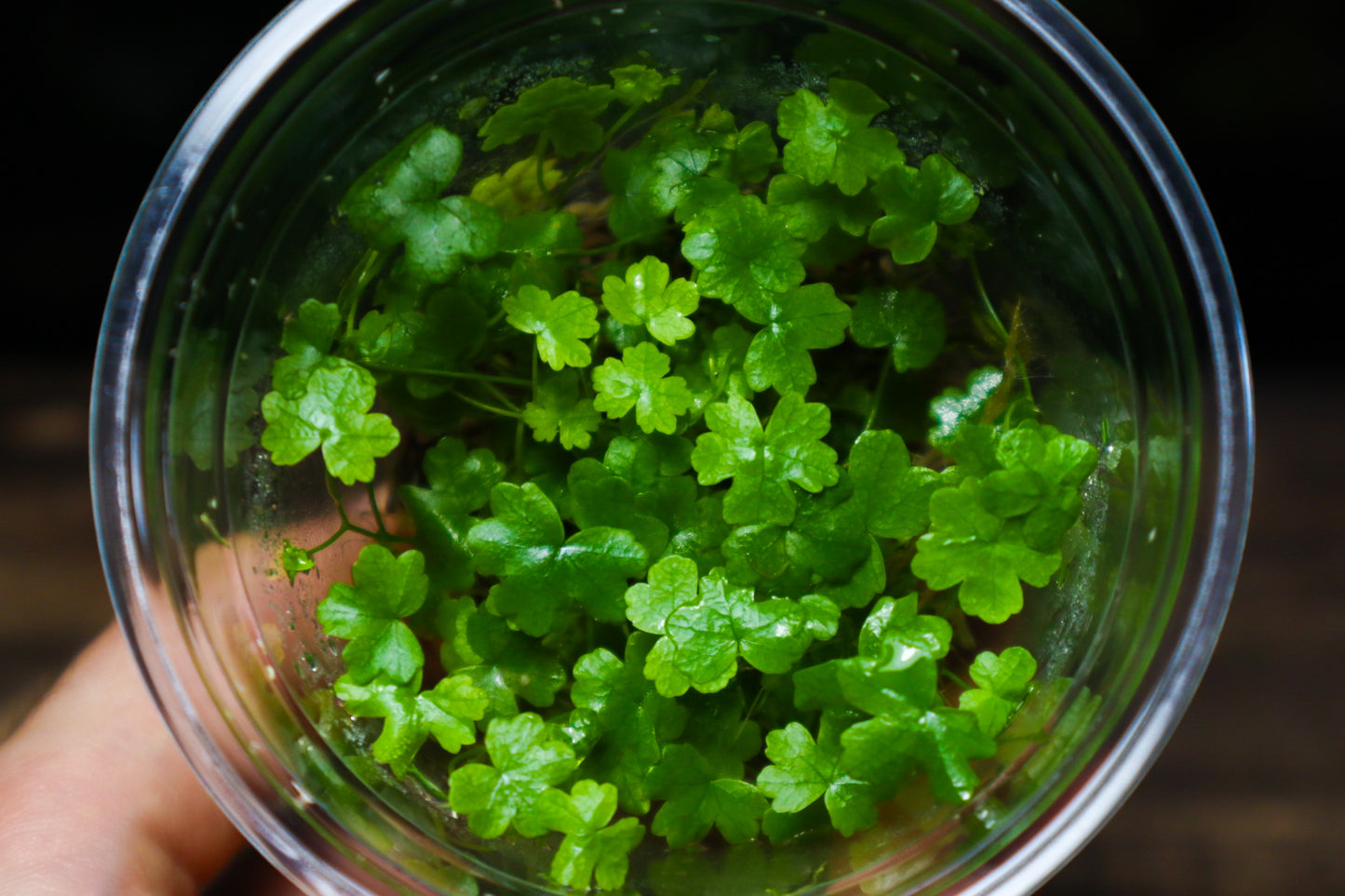 Hydrocotyle Tripartita - Terrarium & Aquarium Plant (UK Delivery Only)