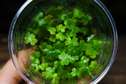 Hydrocotyle Tripartita - Terrarium & Aquarium Plant (UK Delivery Only)