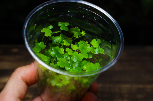 Hydrocotyle Tripartita - Terrarium & Aquarium Plant (UK Delivery Only)