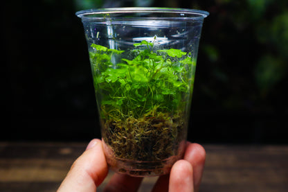 Hydrocotyle Tripartita - Terrarium & Aquarium Plant (UK Delivery Only)