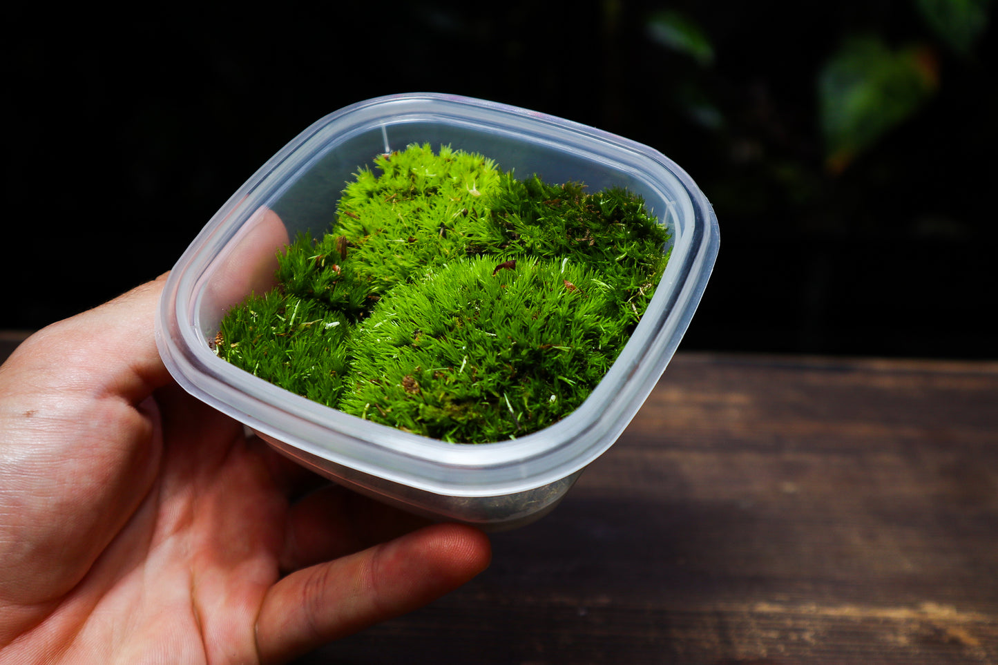 Cushion Moss Tub 8cm x 8cm (UK Delivery Only)