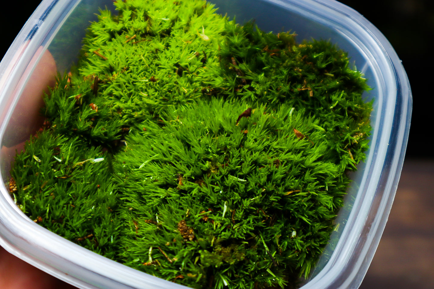 Cushion Moss Tub 8cm x 8cm (UK Delivery Only)