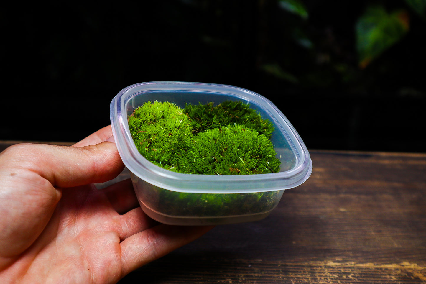 Cushion Moss Tub 8cm x 8cm (UK Delivery Only)