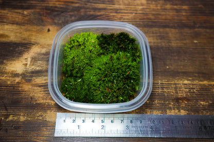 Cushion Moss Tub 8cm x 8cm (UK Delivery Only)