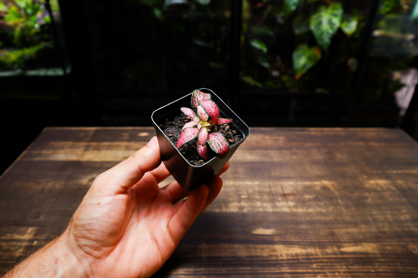 Fittonia Red (UK Delivery Only)