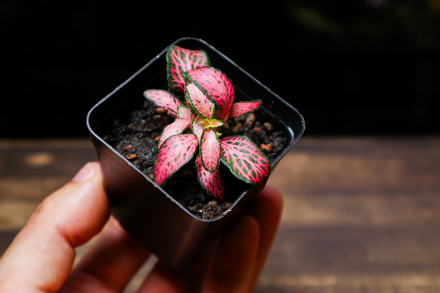 Fittonia Red (UK Delivery Only)