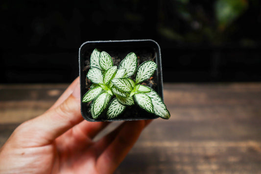 Fittonia White (UK Delivery Only)