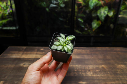 Fittonia White (UK Delivery Only)