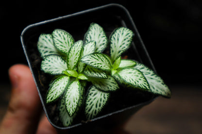 Fittonia White (UK Delivery Only)