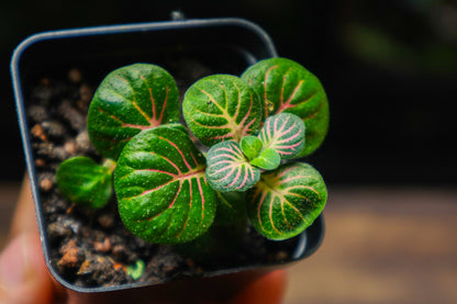 Fittonia Green (UK Delivery Only)