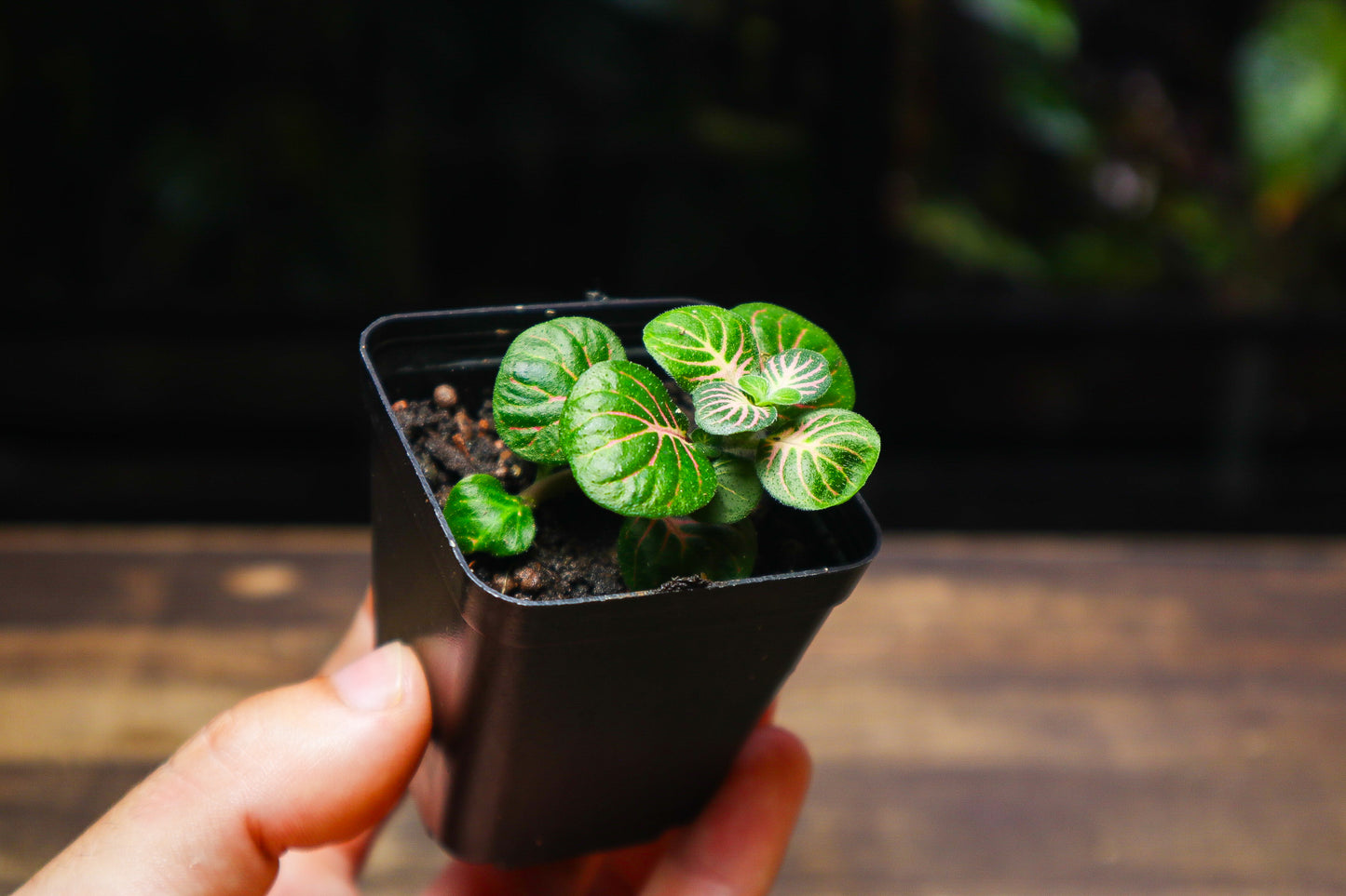 Fittonia Green (UK Delivery Only)