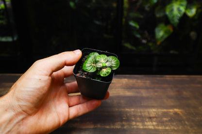 Fittonia Green (UK Delivery Only)