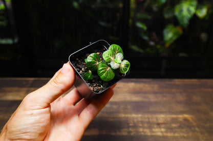 Fittonia Green (UK Delivery Only)