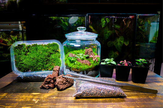 Beginner Terrarium Kit (UK Delivery Only)